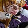 bulldog, dog, pet, indoor, purple_blanket, wrinkles, face, expression, box, pillow, fur, animal, cute, companion, mammal, resting, brown, white, black, closeup
