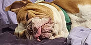 Calla Capri Spiezio is registered to the contest to win money with this photo: dog, bulldog, sleeping, tongue_out, bed, blanket, purple, lavender, pet, cozy, fur, wrinkles, collar, resting, indoor, cute, animal, mammal, relaxed, face
