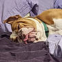 dog, bulldog, sleeping, tongue_out, bed, blanket, purple, lavender, pet, cozy, fur, wrinkles, collar, resting, indoor, cute, animal, mammal, relaxed, face