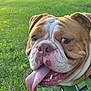 Calla Capri Spiezio joined the competition — help win amazing prizes! dog, bulldog, panting, tongue_out, green_harness, outdoor, grass, sunlight, pet, animal, closeup, canine, summer, nature, happy, mammal, friendly, daytime, portrait, cute