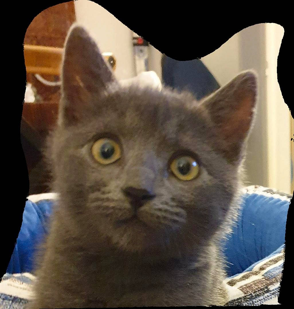 Rambha participe au concours pour gagner de l'argent avec cette photo : carnivore, cat, cat_supply, comfort, domestic_short_haired_cat, ear, electric_blue, eye, felidae, fur, russian_blue, small_to_medium_sized_cats, snout, whiskers