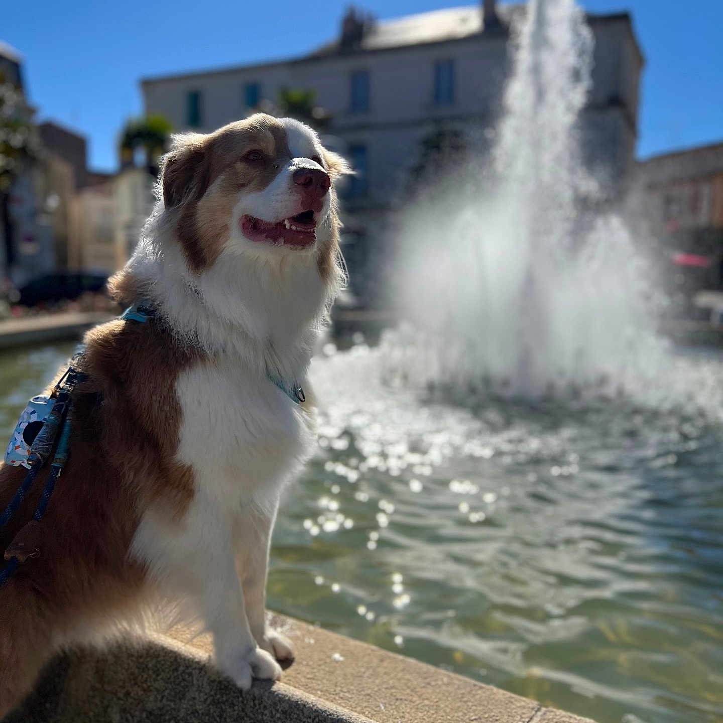 Simba participe au concours pour gagner de l'argent avec cette photo : accessories, animal, architecture, building, canine, city, dog, drinkingfountain, fountain, husky, nature, officebuilding, outdoors, pet, pool, puppy, rock, swimmingpool, water, waterfront