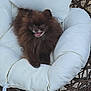 dog, pomeranian, brown_fur, fluffy, happy, smiling, chair, cushion, white_cushion, wicker_chair, outdoor, grass, stone_floor, pet, small_dog, cute, animal, relaxing, seated, sunlight