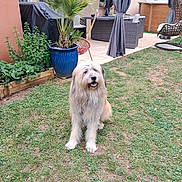 Tigrou participe au concours pour gagner de l'argent avec cette photo : dog, grass, potted_plant, backyard, outdoor_furniture, patio, curtains, garden, plant, smiling_dog, happy, fence, greenery, relaxing, home, dog_face, sitting, canine, nature, daylight