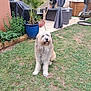 dog, grass, potted_plant, backyard, outdoor_furniture, patio, curtains, garden, plant, smiling_dog, happy, fence, greenery, relaxing, home, dog_face, sitting, canine, nature, daylight