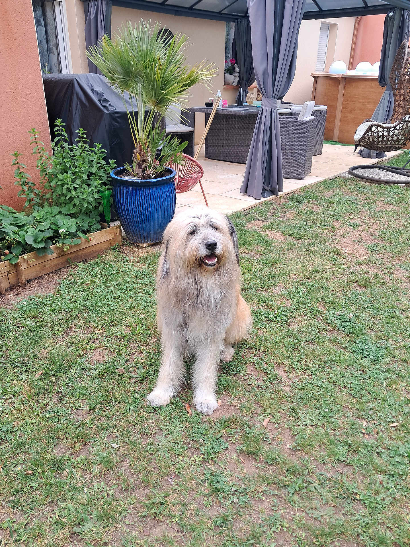 Tigrou