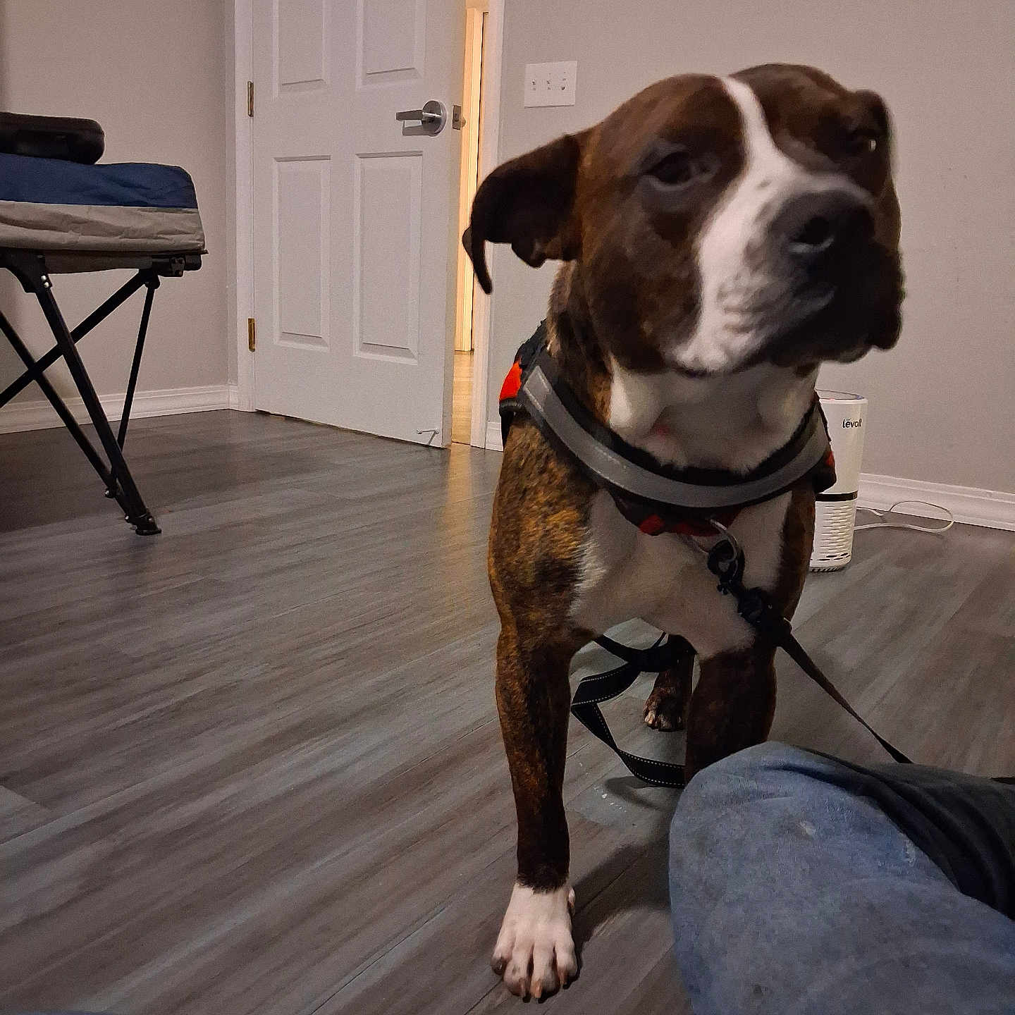 Itchy is registered to the contest to win money with this photo: alert, brindle, canine, close_up, dog, domestic_animal, door, flooring, furniture, harness, home_interior, household_item, indoor, jeans, leash, open_door, paw, pet, portrait, standing