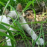 Pretty Boy joined the competition — help win amazing prizes! cat, white_cat, blue_eyes, grass, greenery, outdoor, nature, animal, paw, curious, playful, hiding, ground, plants, closeup, young_cat, feline, wildlife, adventure, cute