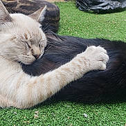 Pretty Boy joined the competition — help win amazing prizes! cat, sleeping, white_cat, black_cat, fur, grass, outdoor, animal, pet, resting, cute, paw, closeup, nature, friendship, relaxation, daylight, mammal, peaceful, companionship