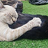 cat, sleeping, white_cat, black_cat, fur, grass, outdoor, animal, pet, resting, cute, paw, closeup, nature, friendship, relaxation, daylight, mammal, peaceful, companionship