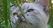 Pretty Boy joined the competition — help win amazing prizes! cat, animal, pet, grass, greenery, nature, outdoor, feline, closeup, face, curious, whiskers, ears, eyes, wild, camouflage, plant, leaf, summer, daylight
