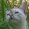 cat, animal, pet, grass, greenery, nature, outdoor, feline, closeup, face, curious, whiskers, ears, eyes, wild, camouflage, plant, leaf, summer, daylight