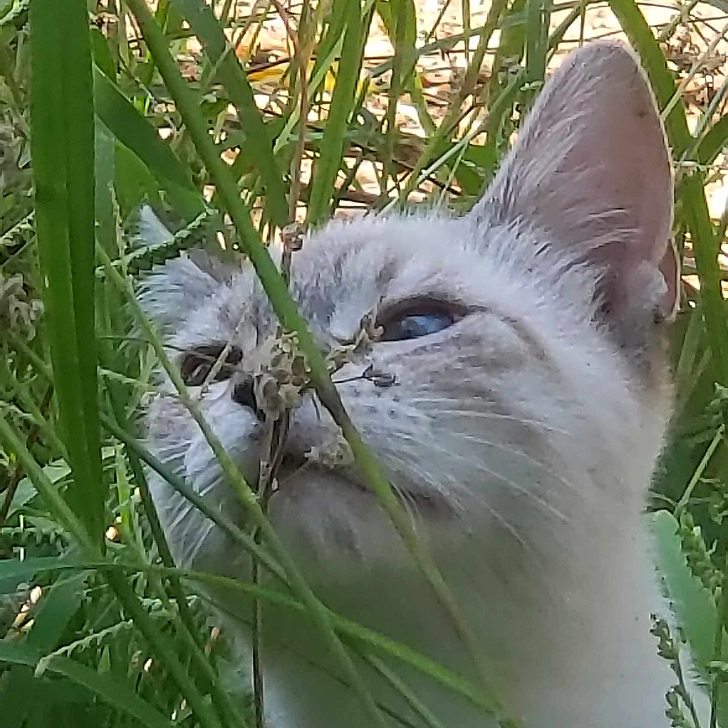 Pretty Boy