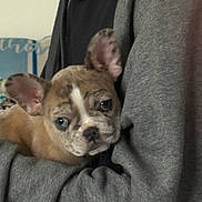 Winnie is registered to the contest to win money with this photo: puppy, dog, pet, cute, ears, fur, face, person, human, holding, cuddle, gray_sweater, indoor, closeup, snout, expression, animal, companion, comfort, young