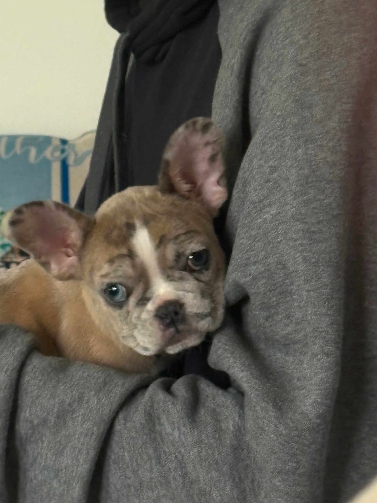 Winnie is registered to the contest to win money with this photo: puppy, dog, pet, cute, ears, fur, face, person, human, holding, cuddle, gray_sweater, indoor, closeup, snout, expression, animal, companion, comfort, young