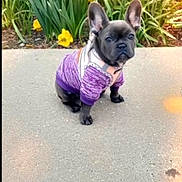 Layla joined the competition — help win amazing prizes! dog, french_bulldog, puppy, purple_sweater, sidewalk, flowers, daffodils, yellow_flowers, outdoor, spring, cute, pet, animal, sitting, greenery, nature, sunlight, small_dog, portrait, adorable