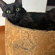 Highness a rejoint le concours — aidez-le/la à gagner de superbes lots ! black_cat, cat, green_eyes, pot, decorative_pot, curious, whiskers, indoor, feline, texture, close_up, animal, pet, ears, portrait, looking_out, home, soft_focus, mystery, alert