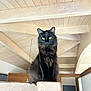 Highness a rejoint le concours — aidez-le/la à gagner de superbes lots ! cat, black_cat, indoor, wooden_ceiling, beam, perched, green_eyes, feline, pet, animal, domestic, looking, sitting, fur, whiskers, house, interior, window, door, quiet