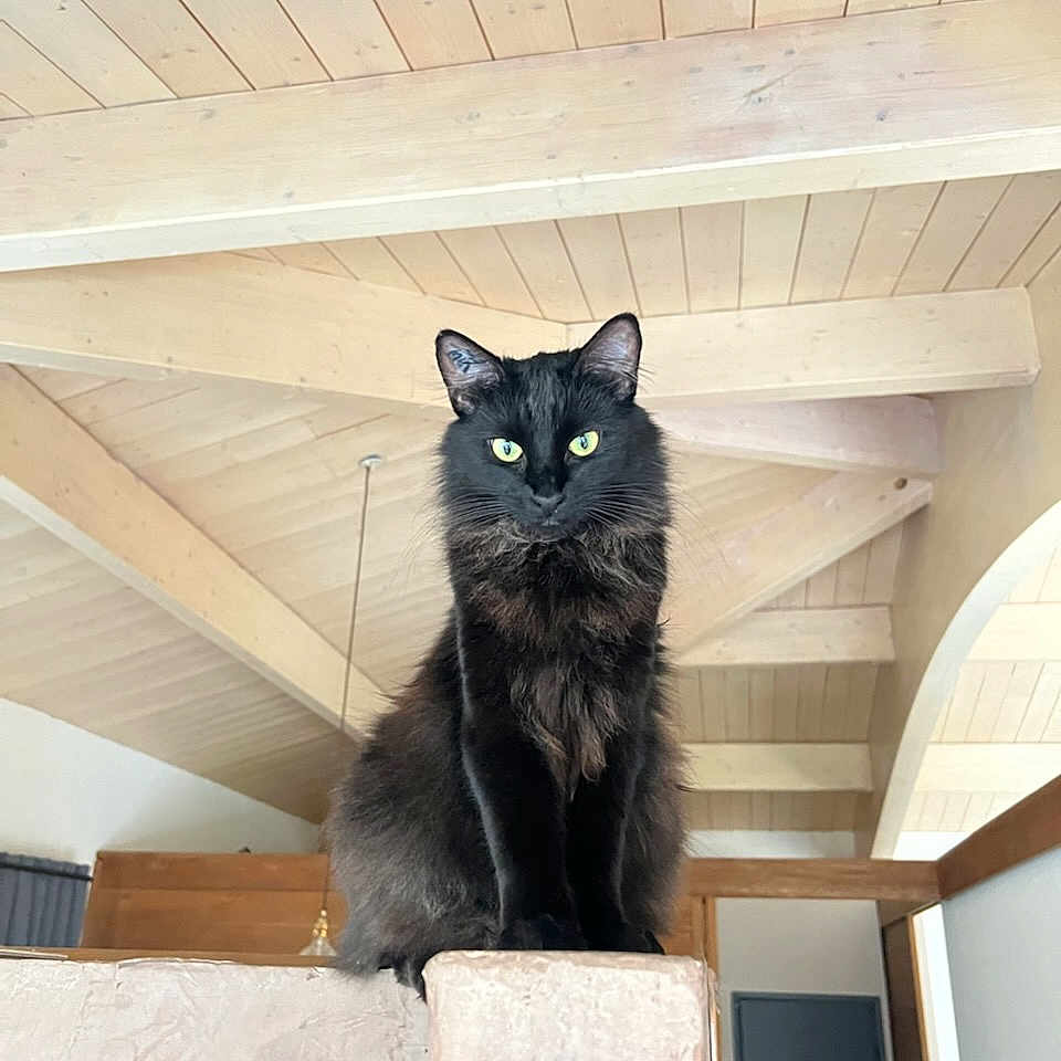 Highness a rejoint le concours — aidez-le/la à gagner de superbes lots ! animal, beam, black_cat, cat, domestic, door, feline, fur, green_eyes, house, indoor, interior, looking, perched, pet, quiet, sitting, whiskers, window, wooden_ceiling