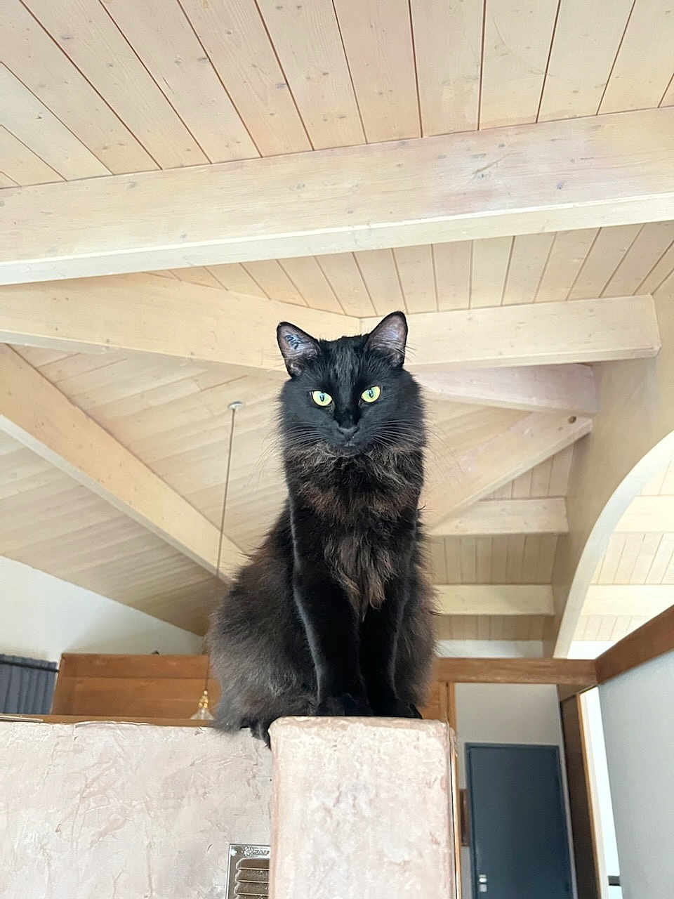 Highness a rejoint le concours — aidez-le/la à gagner de superbes lots ! cat, black_cat, indoor, wooden_ceiling, beam, perched, green_eyes, feline, pet, animal, domestic, looking, sitting, fur, whiskers, house, interior, window, door, quiet