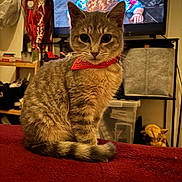Ambre participe au concours pour gagner de l'argent avec cette photo : cat, tabby_cat, red_bandana, indoor, blanket, television, person_on_tv, furniture, curious, pet, animal, brown, striped, sitting, watching, home, decor, cozy, portrait, closeup