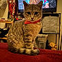 cat, tabby_cat, red_bandana, indoor, blanket, television, person_on_tv, furniture, curious, pet, animal, brown, striped, sitting, watching, home, decor, cozy, portrait, closeup