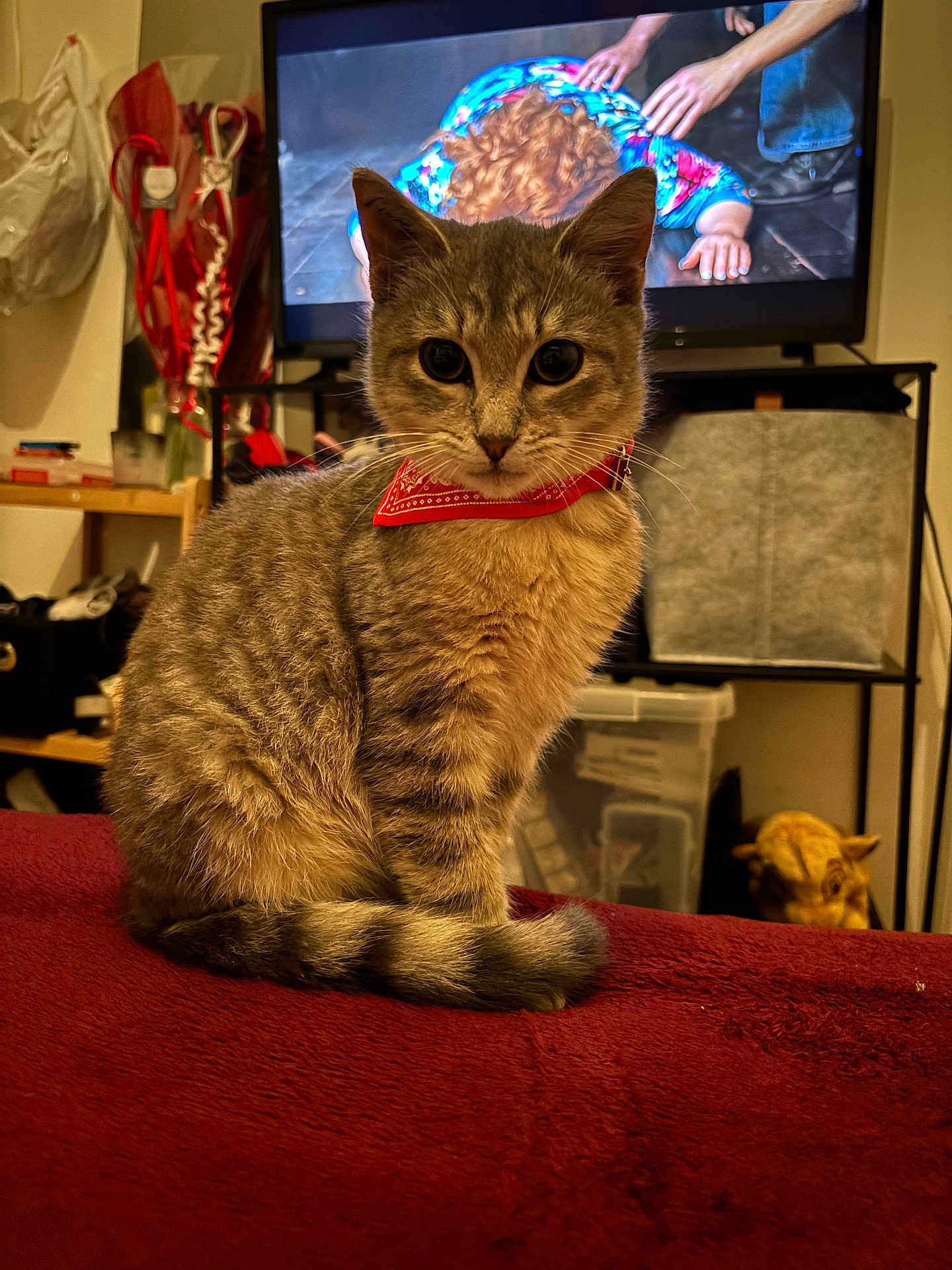 Ambre participe au concours pour gagner de l'argent avec cette photo : cat, tabby_cat, red_bandana, indoor, blanket, television, person_on_tv, furniture, curious, pet, animal, brown, striped, sitting, watching, home, decor, cozy, portrait, closeup