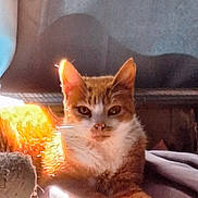 Clementine is registered to the contest to win money with this photo: cat, ginger_cat, white_fur, indoor, close_up, sunlight, shadow, feline, pet, animal, cozy, orange, whiskers, ears, eyes, face, fur, resting, texture, background