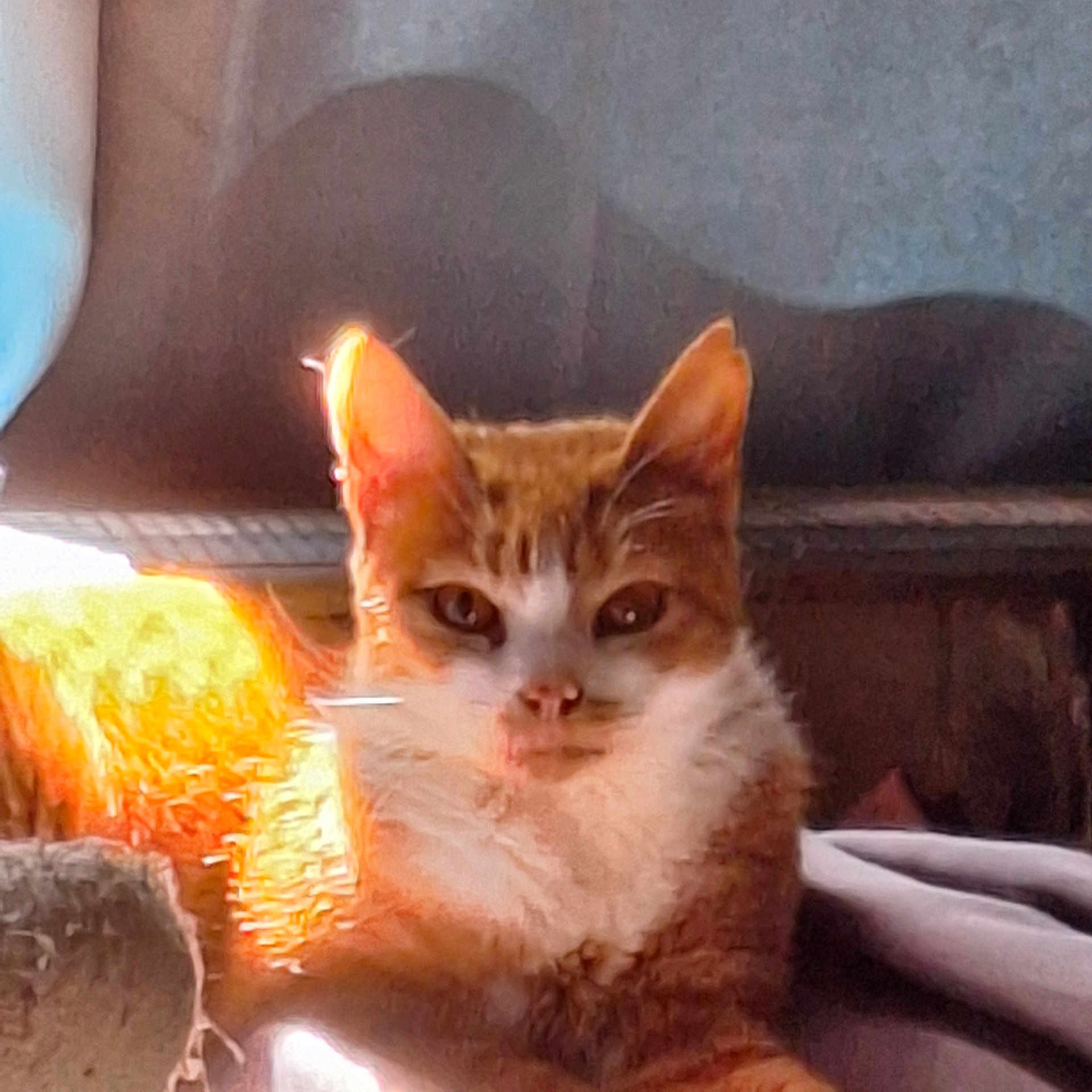 Clementine is registered to the contest to win money with this photo: cat, ginger_cat, white_fur, indoor, close_up, sunlight, shadow, feline, pet, animal, cozy, orange, whiskers, ears, eyes, face, fur, resting, texture, background