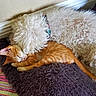 dog, cat, sleeping, curly_fur, orange_cat, white_dog, pet, snuggling, cozy, bed, indoor, resting, animal, fur, cute, companion, relaxing, domestic, friendship, furry
