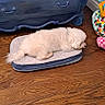 dog, pet, sleeping, bed, wooden_floor, fluffy, white_dog, indoor, furniture, dresser, toy_basket, colorful_toys, cozy, calm, resting, animal, flooring, home, cute, relaxing