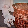 dog, white_dog, indoor, carpet, wicker_basket, pet_bed, small_dog, animal, canine, door, floor, crouching, fluffy, companion, household, cute, domestic_pet, furniture, playful, curious
