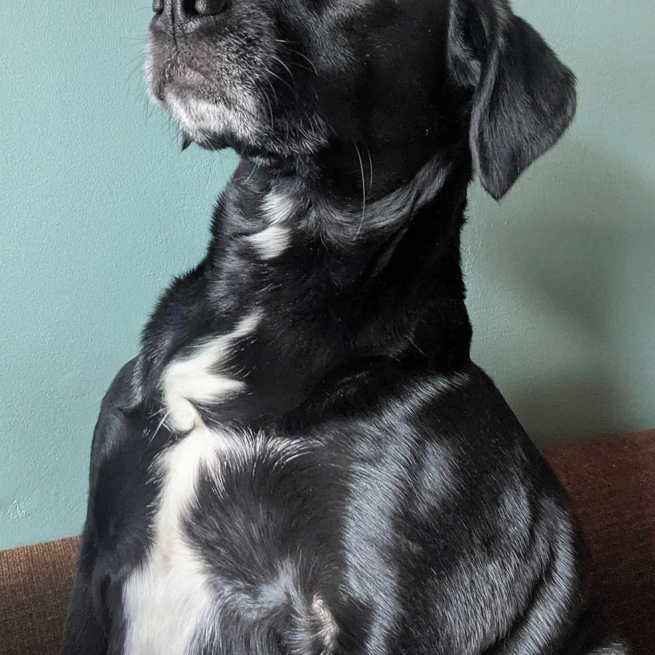 Myla