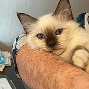 Malo participe au concours pour gagner de l'argent avec cette photo : animal, blue_eyes, calm, cat, close_up, comfort, cute, domestic_cat, feline, freckles, fur, human_arm, indoor, kitten, pet, portrait, resting, siamese, snuggling, young_cat