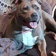 Misstie participe au concours pour gagner de l'argent avec cette photo : animal, blanket, canine, collar, comfort, cushion, dog, ears, friendly, fur, happy, homedecor, indoor, laying_down, pet, pillow, relaxed, resting, snout, tongue_out