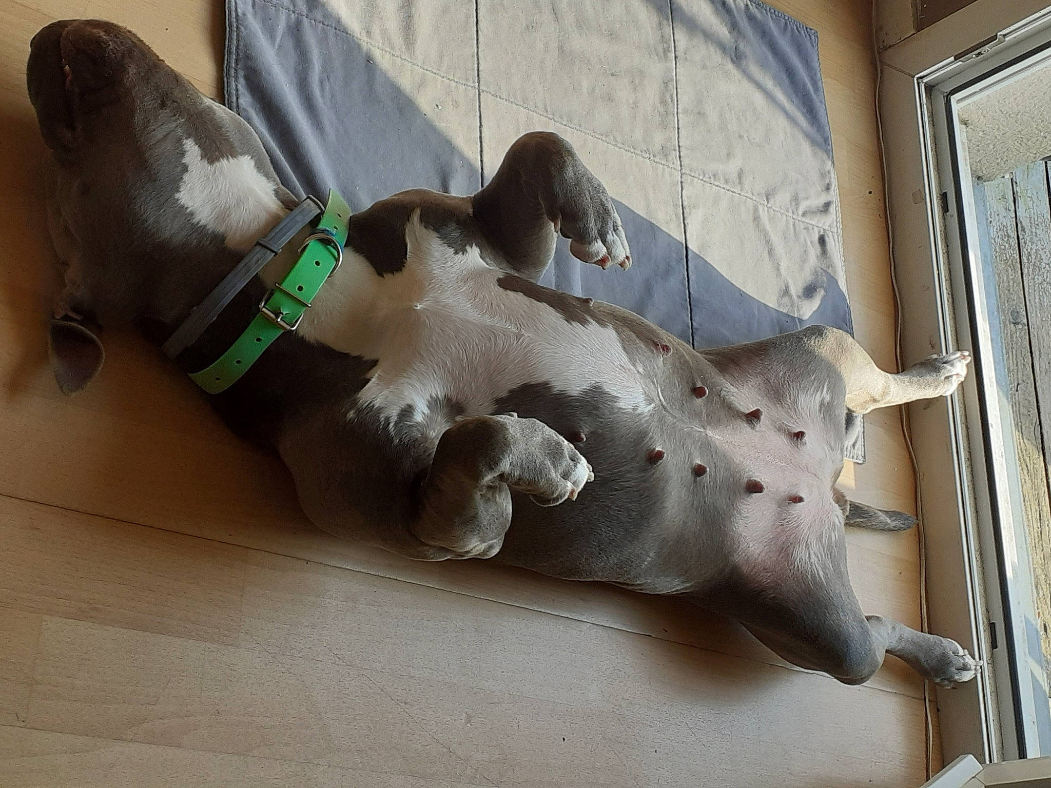 Misstie participe au concours pour gagner de l'argent avec cette photo : canidae, carnivore, dog, dog_breed, fawn, german_shorthaired_pointer, pointer, pointing_breed, snout, sporting_group, weimaraner