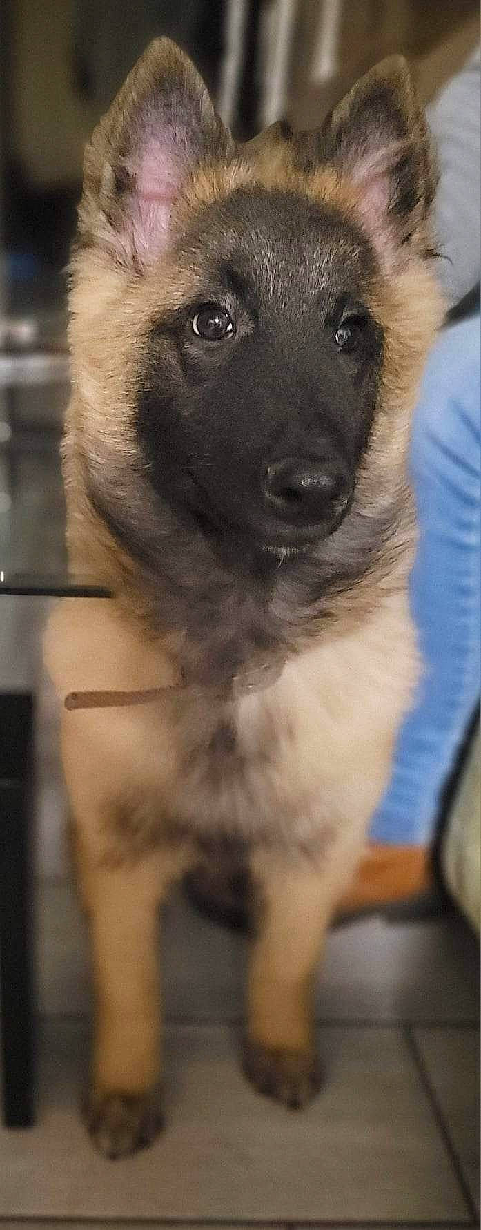 Lineka participe au concours pour gagner de l'argent avec cette photo : ancient_dog_breeds, canidae, carnivore, companion_dog, dog, dog_breed, fawn, fur, non_sporting_group, snout, sporting_group, terrestrial_animal, whiskers, working_animal