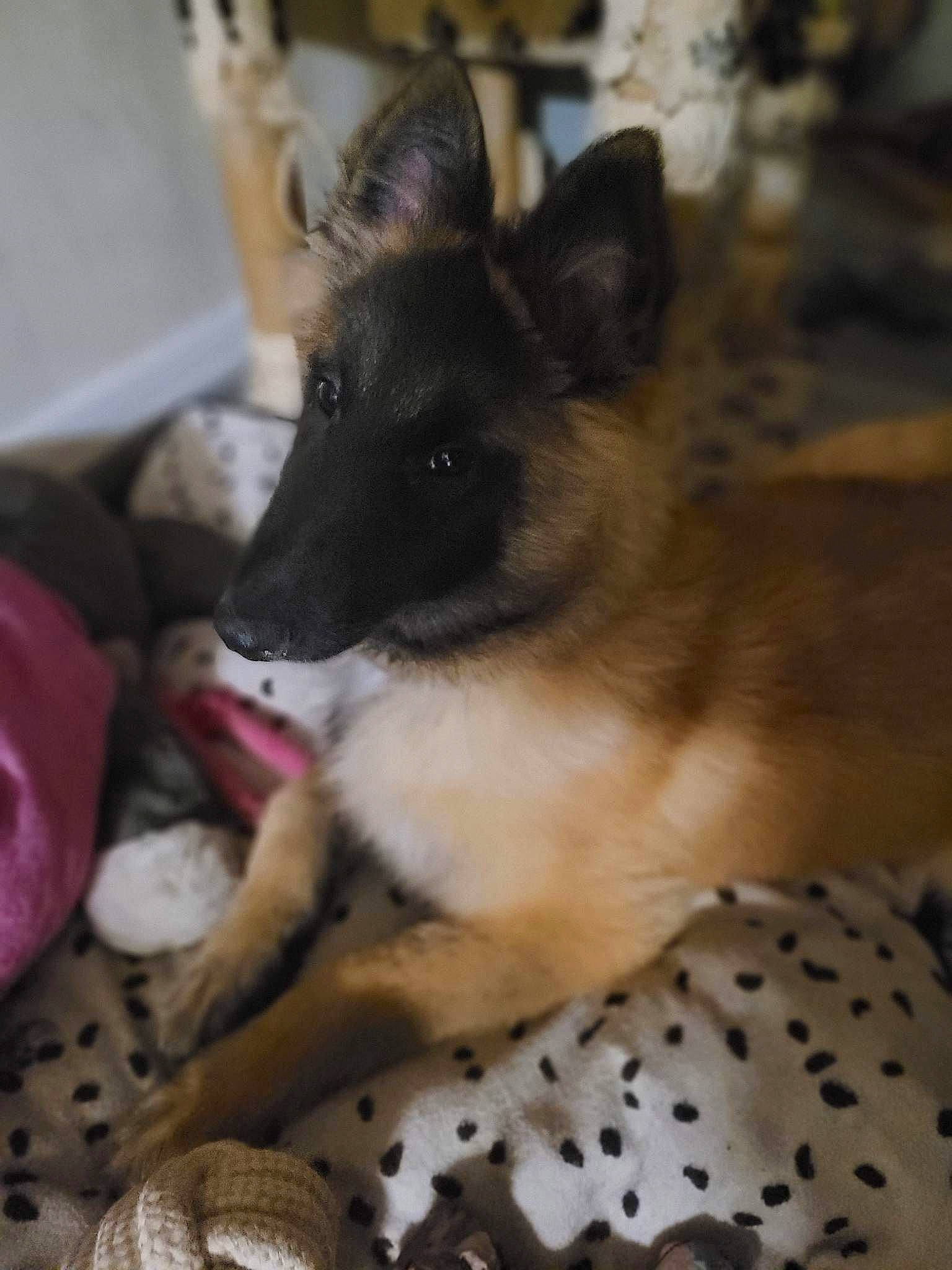 Lineka participe au concours pour gagner de l'argent avec cette photo : canidae, carnivore, comfort, companion_dog, dog, dog_breed, dog_supply, fawn, fur, herding_dog, king_shepherd, pattern, paw, snout, sporting_group, terrestrial_animal, toy_dog, whiskers, working_animal, working_dog