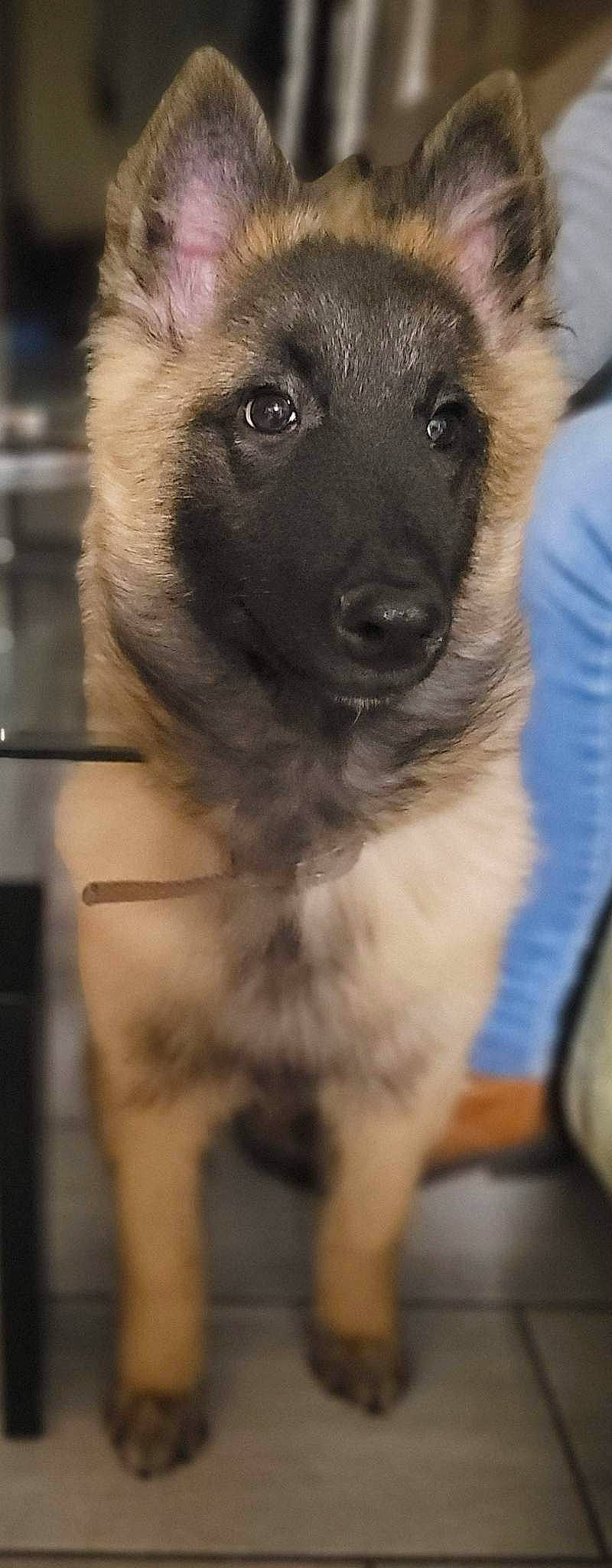 Lineka a rejoint le concours — aidez-le/la à gagner de superbes lots ! ancient_dog_breeds, canidae, carnivore, companion_dog, dog, dog_breed, fawn, fur, non_sporting_group, snout, sporting_group, terrestrial_animal, whiskers, working_animal, working_dog