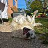 dog, flowerpots, fluffy, garden, golden_dog, grass, gravel, house, lying_down, open_mouth, outdoor, playful, smiling, sunlight, teeth, tongue, trailer, tree, upside_down, yard