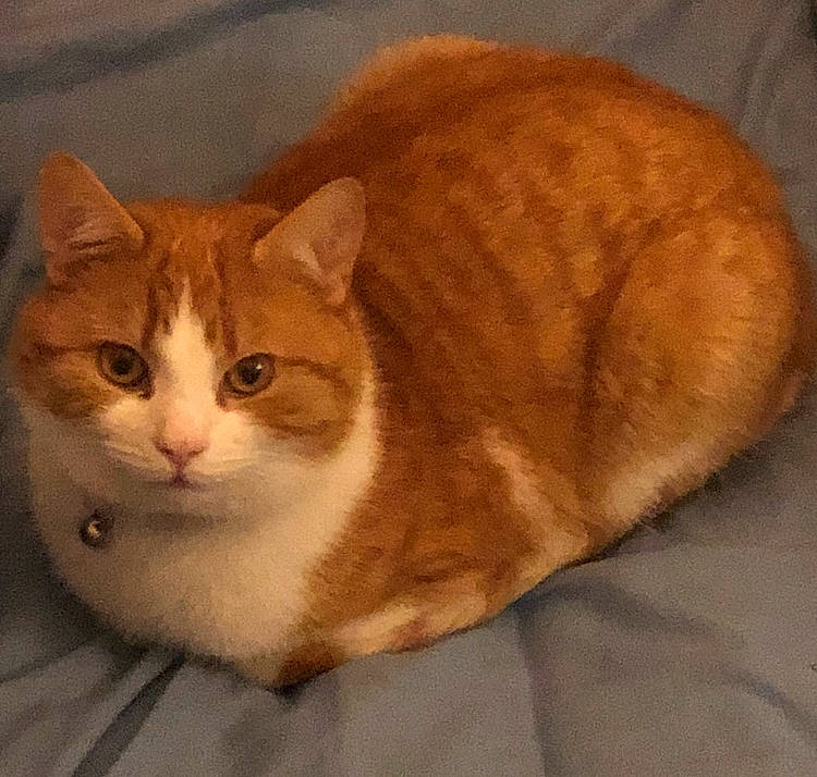 Jaffa joined the competition — help win amazing prizes! art, carnivore, cat, cat_supply, comfort, domestic_short_haired_cat, eye, fawn, felidae, fur, paw, pet_supply, small_to_medium_sized_cats, snout, tail, terrestrial_animal, whiskers, window, wood