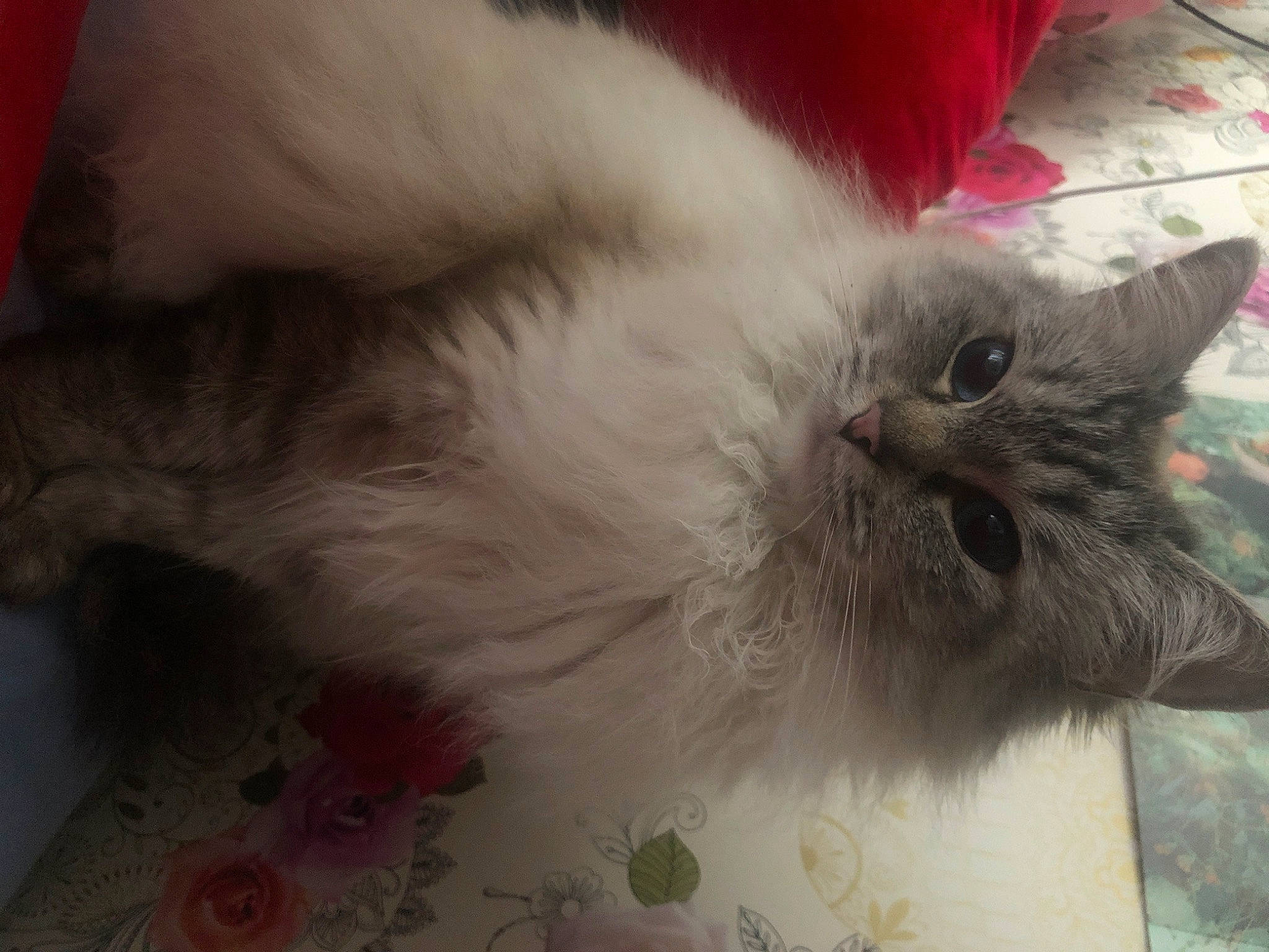 Dolly joined the competition — help win amazing prizes! carnivore, cat, claw, felidae, fur, paw, small_to_medium_sized_cats, snout, tail, whiskers