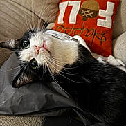 Maui is registered to the contest to win money with this photo: cat, black_and_white, whiskers, couch, pillow, orange_pillow, relaxed, indoor, pet, fur, closeup, curious, wide_eyes, whiskers_visible, cozy, feline, nose, head_tilt, soft_texture, domestic_animal