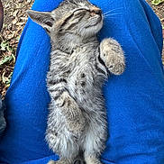Tiggy joined the competition — help win amazing prizes! kitten, cat, sleeping, tabby, fur, animal, pet, outdoor, lap, blue_pants, relaxing, cute, whiskers, small, nature, leaves, resting, closeup, cozy, adorable
