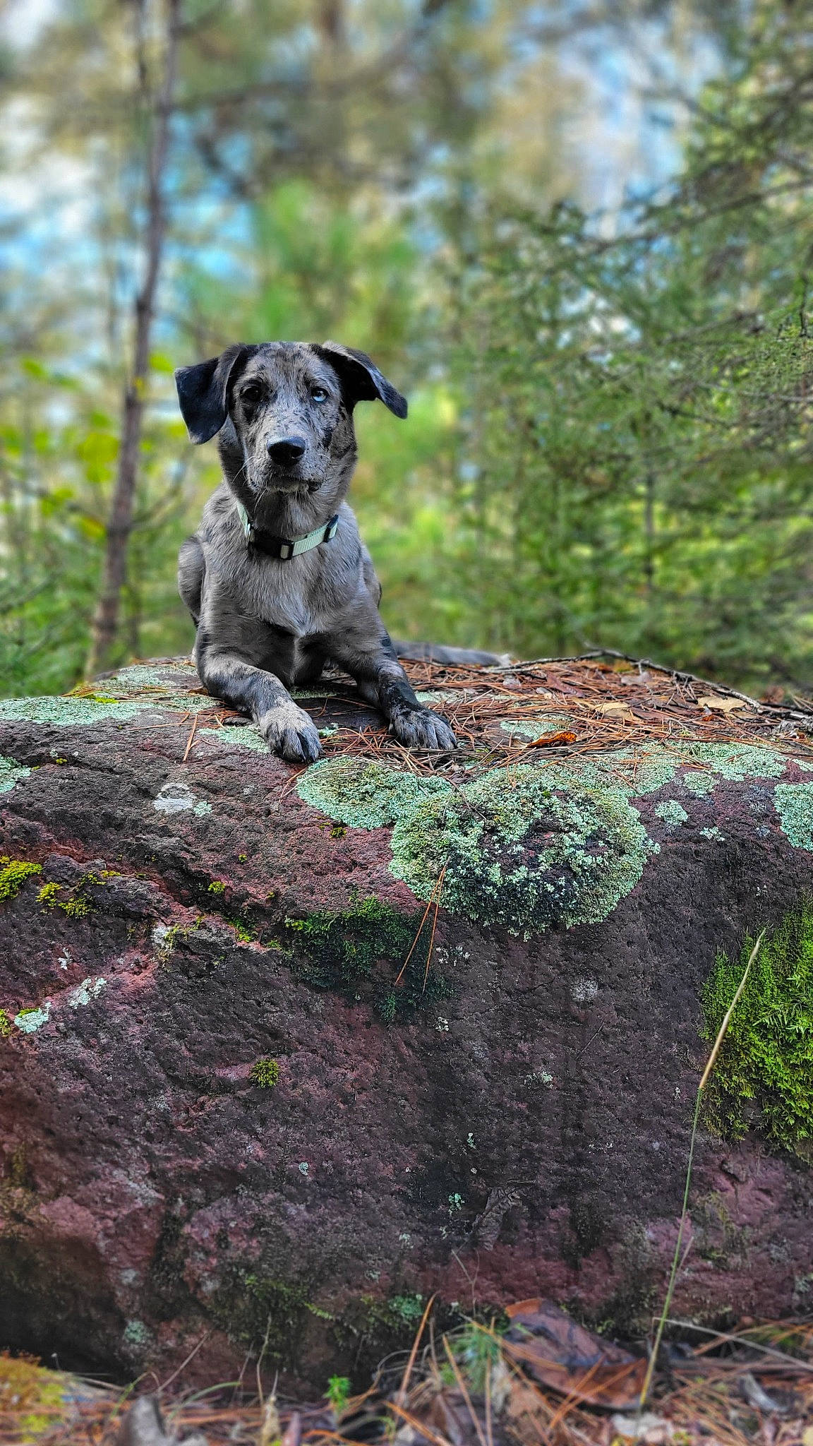 Scout joined the competition — help win amazing prizes! art, canidae, carnivore, companion_dog, dog, dog_breed, fawn, forest, grass, groundcover, plant, snout, soil, terrestrial_animal, terrier, tree, trunk, wood, woodland, working_animal
