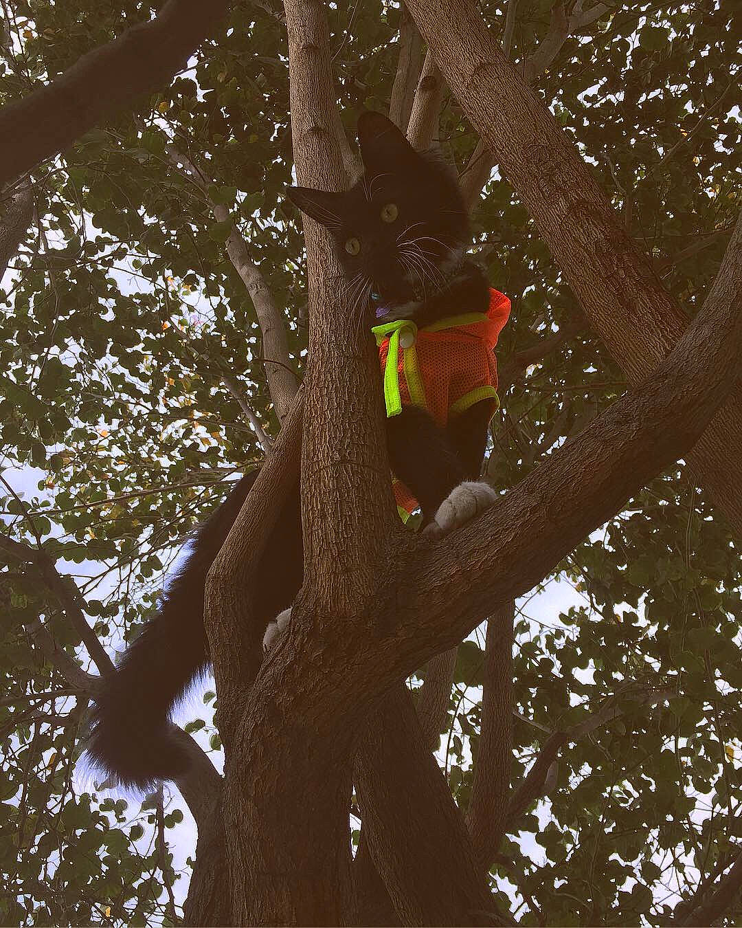 Figaro is registered to the contest to win money with this photo: branch, deciduous, elbow, forest, jungle, organism, people_in_nature, plant, plant_stem, sky, sunlight, temperate_broadleaf_and_mixed_forest, terrestrial_plant, tints_and_shades, tree, trunk, twig, wood, woody_plant