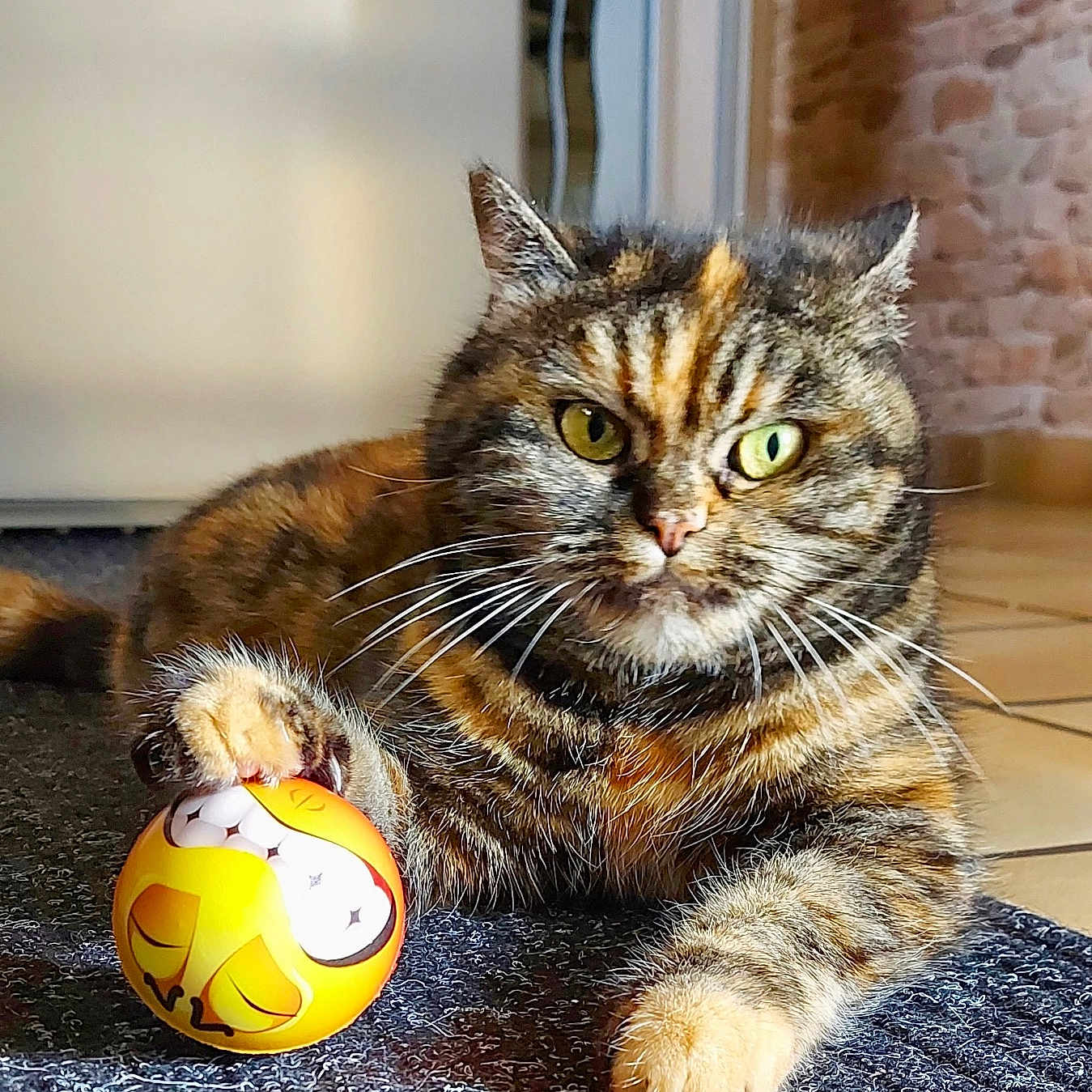 Cookie a rejoint le concours — aidez-le/la à gagner de superbes lots ! animal, ball, brick_wall, carpet, cat, cute, domestic, eyes, feline, floor, fur, indoor, paw, pet, playful, relaxed, tabby, tile, toy, whiskers
