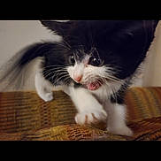 Chloe is registered to the contest to win money with this photo: kitten, black_and_white, cat, pet, indoor, couch, furniture, whiskers, playful, young, fur, animal, cute, motion, pounce, paw, closeup, expression, alert, domestic