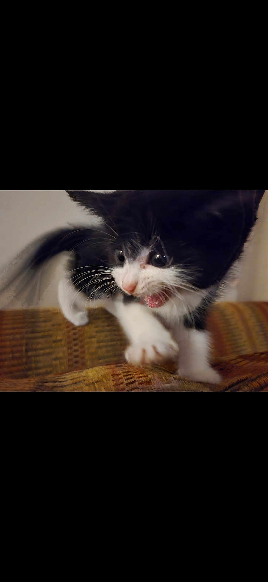 Chloe is registered to the contest to win money with this photo: kitten, black_and_white, cat, pet, indoor, couch, furniture, whiskers, playful, young, fur, animal, cute, motion, pounce, paw, closeup, expression, alert, domestic