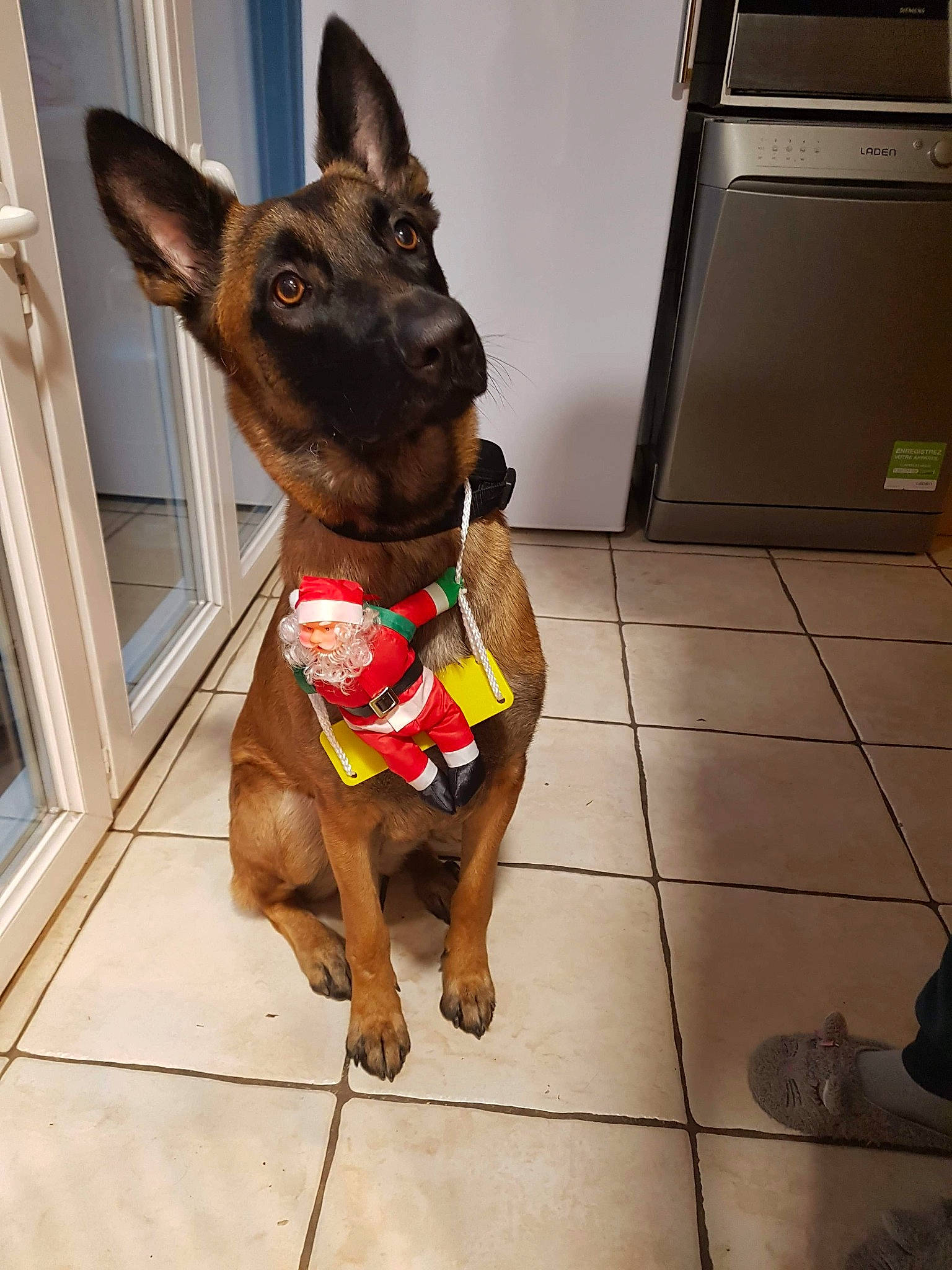 Miss participe au concours pour gagner de l'argent avec cette photo : australian_kelpie, canidae, carnivore, chihuahua, dog, dog_breed, dog_clothes, dog_collar, english_toy_terrier, fawn, german_pinscher, mammal, miniature_pinscher, prazsky_krysarik, snout, toy_dog, vertebrate